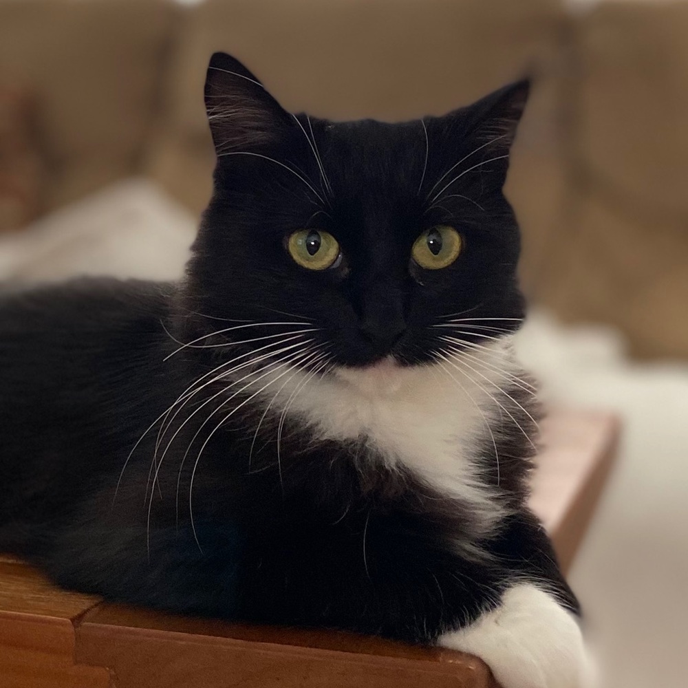 Meet your Posher, Oscar